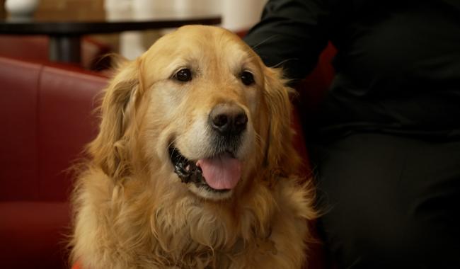 Sivry-Rance : Alfie, le golden retriever qui veille sur les élèves