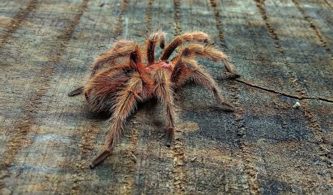 Un refuge limbourgeois accueille 150 tarentules de la région de Charleroi