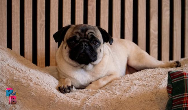 Pense-Bêtes : Portrait de race : le carlin