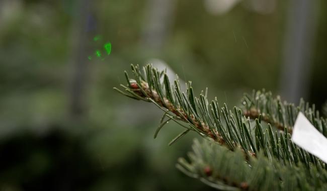 Dans cette pépinière de Beaumont, les sapins de Noël sont 100% wallons