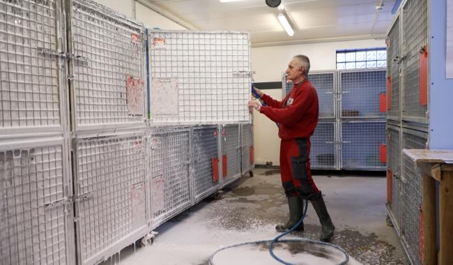 La SPA de Charleroi fait face à une épidémie de giardose