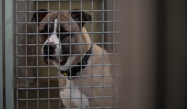 SPA de Charleroi: un bilan 2025 positif malgré un refuge toujours saturé