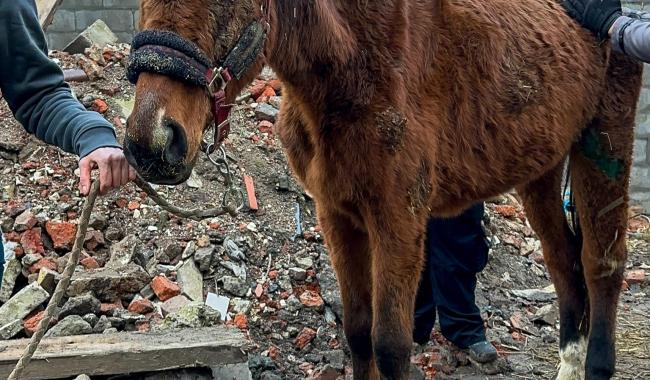 Saisie d’animaux à Pont-à-Celles : le Parquet se saisit du dossier