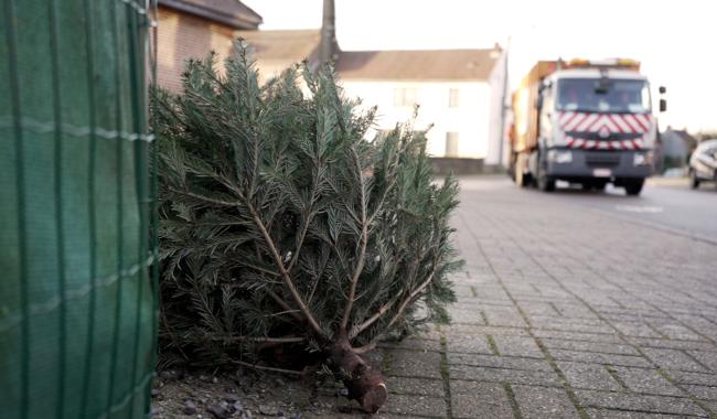 Les sapins de Noël reprennent la route
