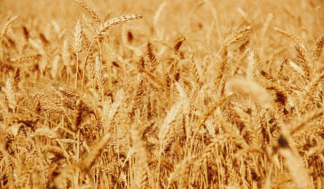 Un nouvel appel à projets wallon pour structurer la transition vers un système alimentaire durable