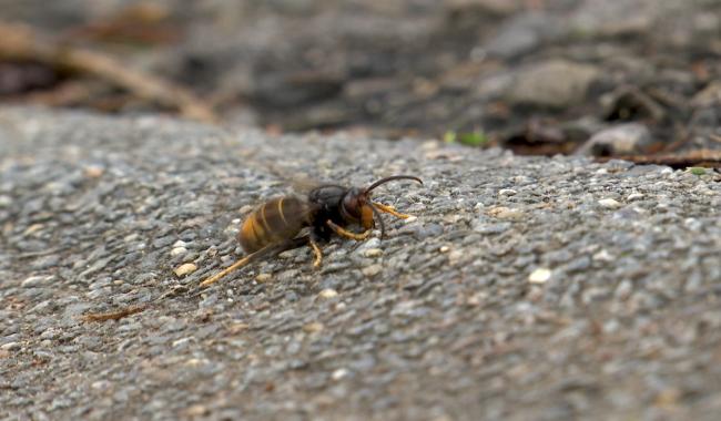 Courcelles: Participez au piégeage du frelon asiatique !