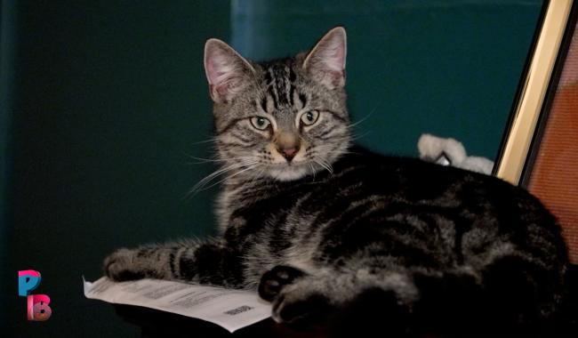 Pense-Bêtes : Le bar à chats "Les Chachoux" à Sombreffe