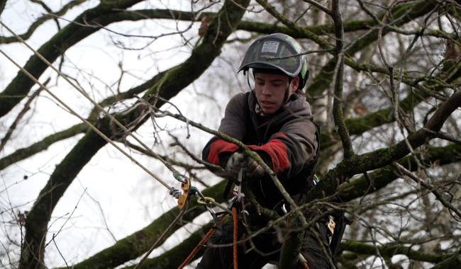 Gerpinnes : des apprentis élagueurs pour préparer le chantier du RAVeL à Gougnies