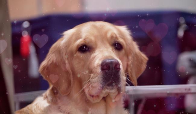 Le Love Dog Show a séduit les passionnés au Grand Palais de Charleroi