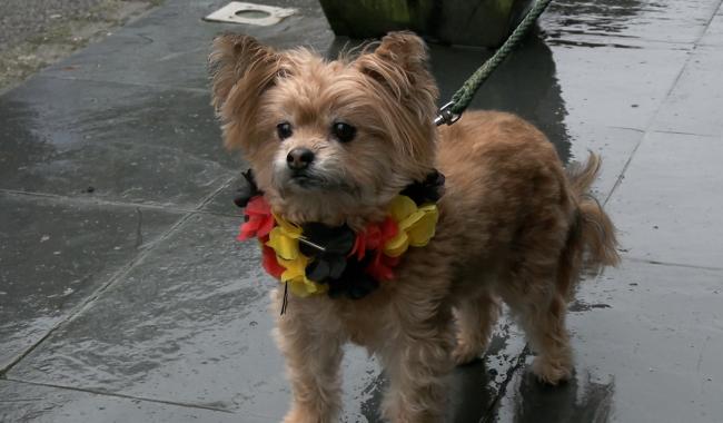 C Local : balade canine déguisée à Montigny-le-Tilleul