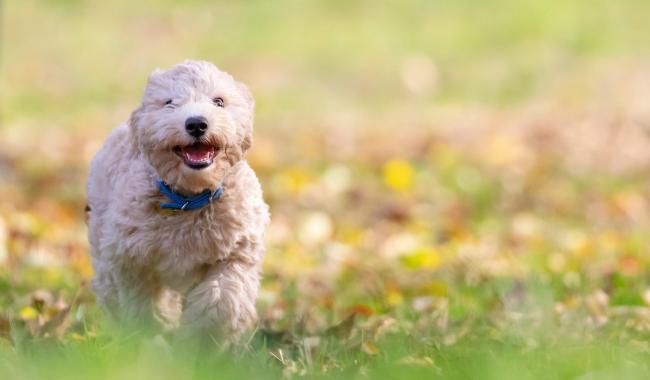 Courcelles: "Pâques des Animaux", avec une grande récolte pour la SPA