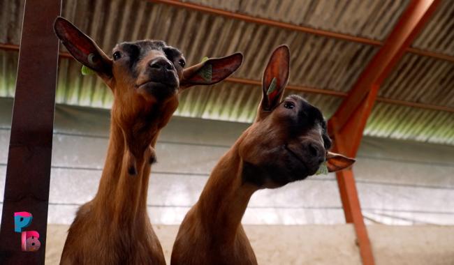 Pense-Bêtes : La Chèvrerie du Moulin à Gerpinnes