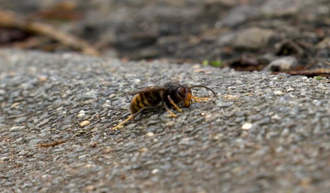 Courcelles et Fleurus se mobilisent pour lutter contre les frelons asiatiques !