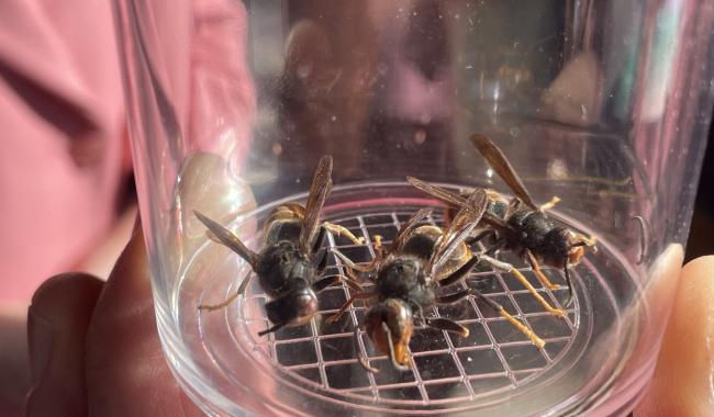 Frelons asiatiques: des pièges à disposition des habitants de Charleroi