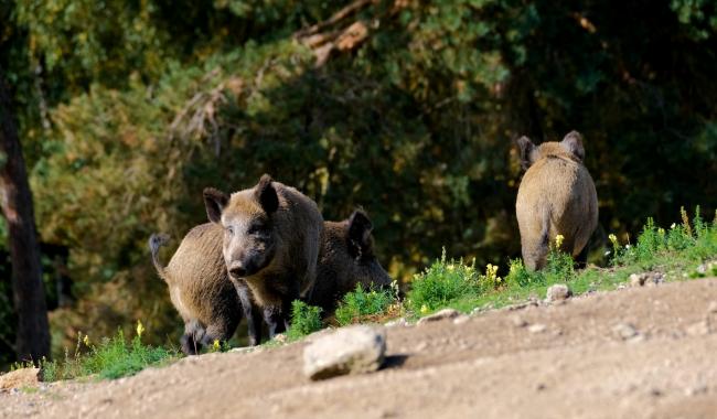 Plusieurs apparitions de sangliers cartographiées dans la région de Charleroi
