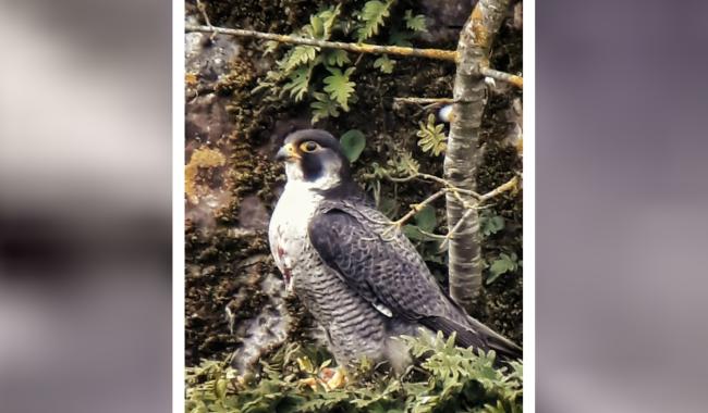 Abbaye d’Aulne: les travaux suspendus pour protéger des faucons pèlerins