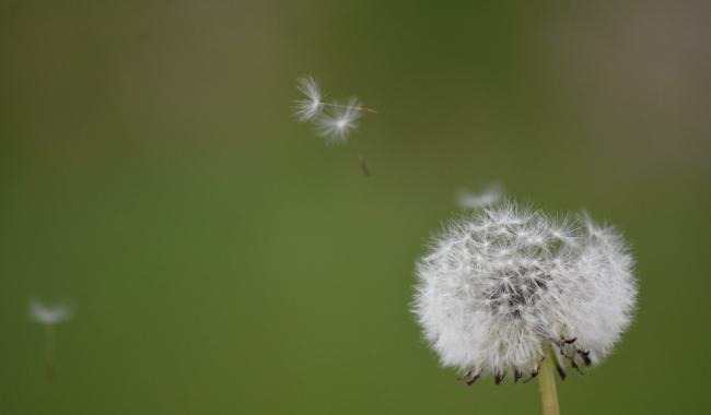 C'est le moment de sortir vos mouchoirs, la saison des pollens de graminées a commencé