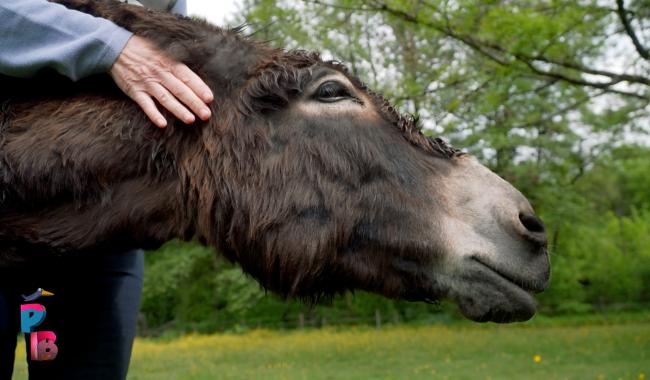 Pense-Bêtes : Etats d'ânes à Viroinval