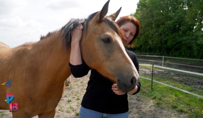 Pense-Bêtes : Le poney club du Buisseret
