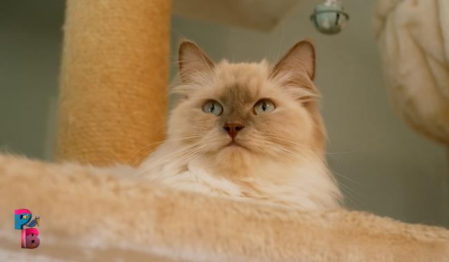Pense-Bêtes : Portrait de race : le ragdoll