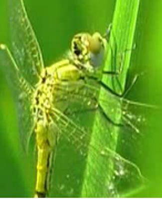 Pense-Bêtes: Portrait du Beauceron