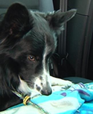 09/05/13 : LE CHIEN et LA VOITURE