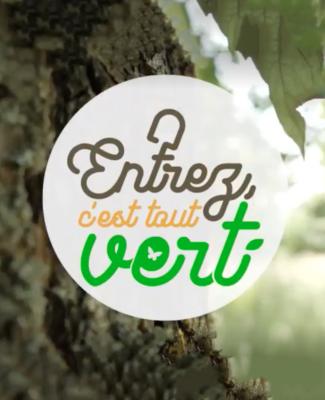 Entrez, c'est tout vert - Focus sur la star du moment : le sapin