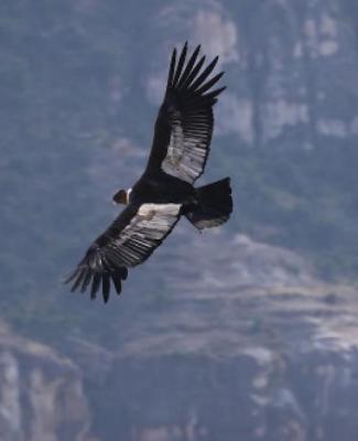Le condor, l'oeil du monde