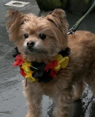 C Local : balade canine déguisée à Montigny-le-Tilleul