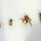 La Wallonie part en guerre contre le frelon asiatique