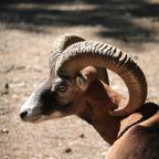 Appel Hainaut : Jugement réformé dans l'affaire des mouflons corses introduits en Wallonie