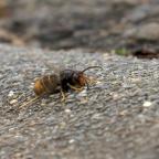 Courcelles: Participez au piégeage du frelon asiatique !
