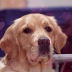Le Love Dog Show a séduit les passionnés au Grand Palais de Charleroi