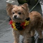 C Local : balade canine déguisée à Montigny-le-Tilleul