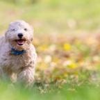 Courcelles: "Pâques des Animaux", avec une grande récolte pour la SPA