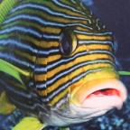 C Local : 6ème édition de l'expo photos sous-marines de la LIFRAS