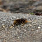 Courcelles et Fleurus se mobilisent pour lutter contre les frelons asiatiques !