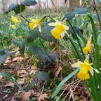 Aiseau-Presles : entre patrimoine historique et nature en fleurs
