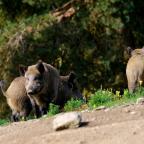 Plusieurs apparitions de sangliers cartographiées dans la région de Charleroi