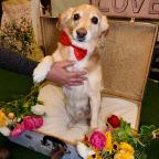 C Local : salon du bien-être animal à Ham-sur-Heure