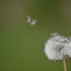 C'est le moment de sortir vos mouchoirs, la saison des pollens de graminées a commencé