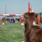 Concours d'agility au centre canin de formation de Wangenies