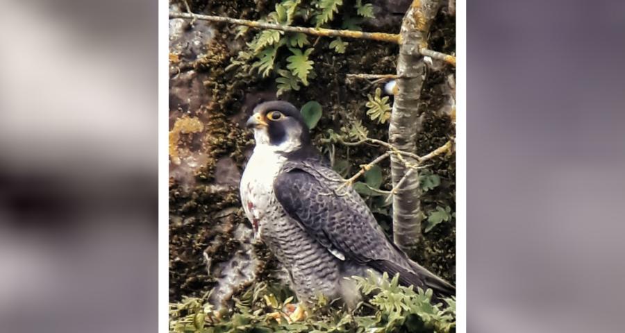 Abbaye d’Aulne: les travaux suspendus pour protéger des faucons pèlerins