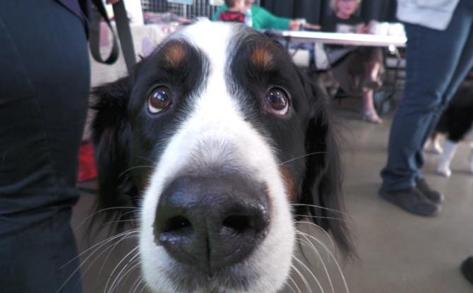 Le Salon du Bien-Etre animal de Ham-sur-Heure-Nalinnes revient le 18 avril