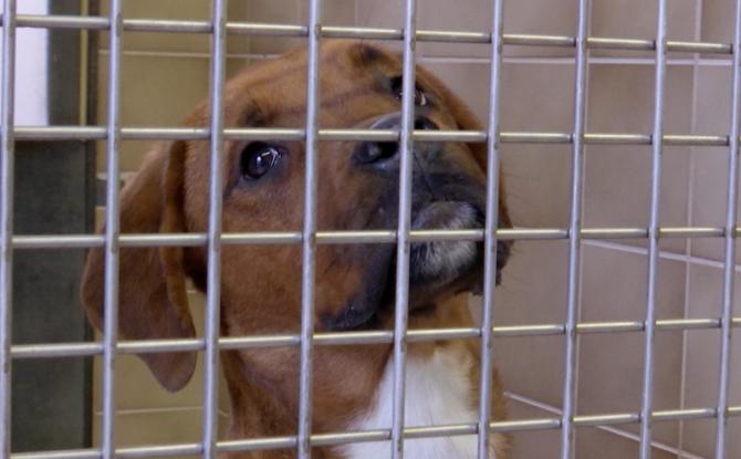 La SPA de Charleroi est fermée jusqu'à nouvel ordre suite à des cas de giardiose