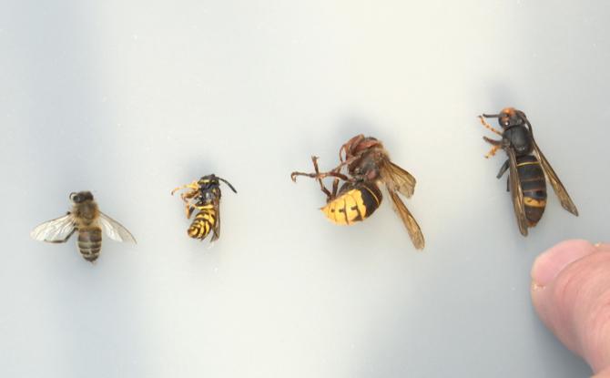 La Wallonie part en guerre contre le frelon asiatique