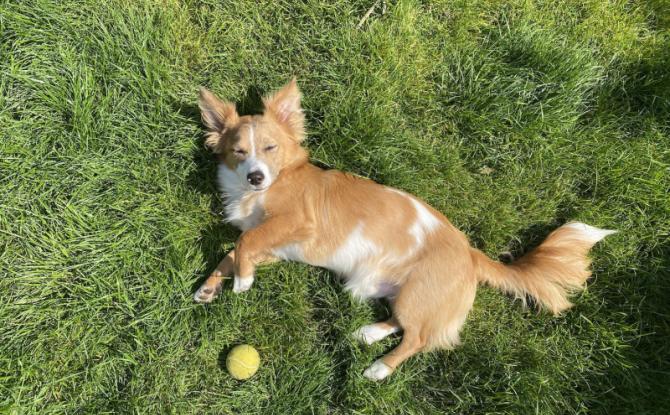 La journée du Bien-être Animal de Fleurus aura lieu le 26 septembre