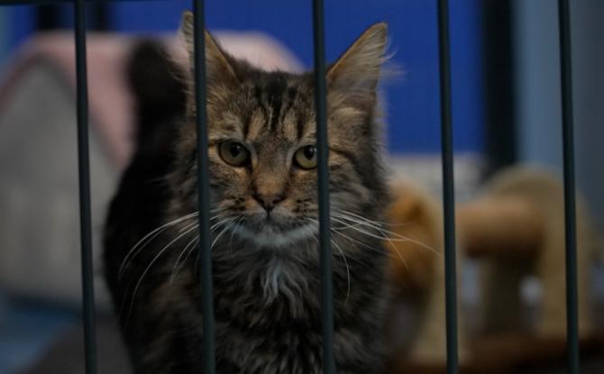 Bilan 2023 de la SPA : le refuge est toujours saturé