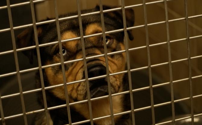 Le Noël des animaux à la SPA de Charleroi : un week-end de solidarité et d'espoir