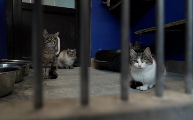 SPA de Charleroi : un bilan encourageant malgré un refuge toujours saturé